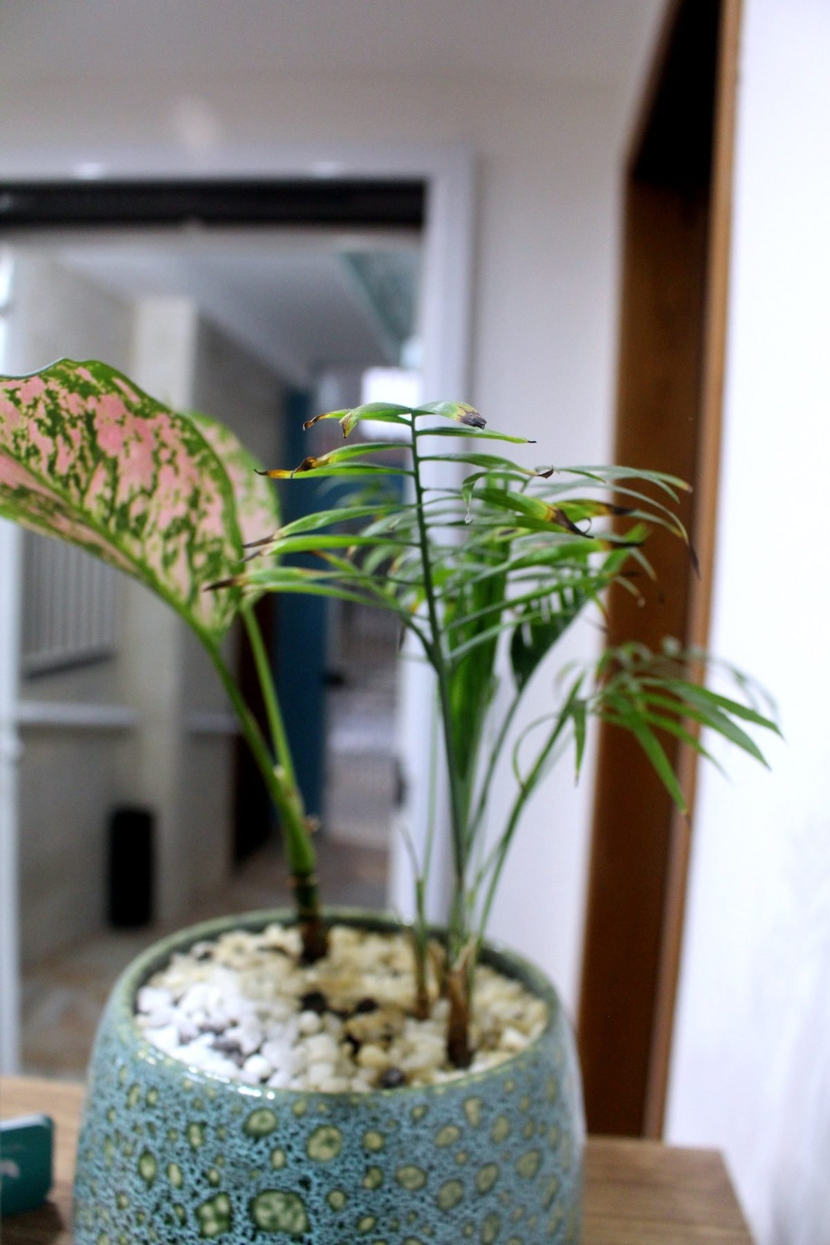 Plantas da recepção da Denflor, cuidadas pelo Dr. Nelson